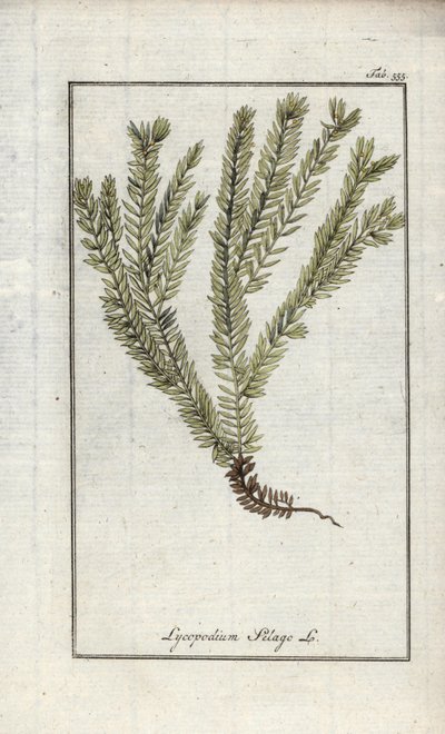 Lycopodium clavatum (Lycopodium clavatum). Litografia Johannes Zornin (1739-1799) teoksesta "Afbeelding der Artseny-Gewassen", Alankomaat. tekijältä Unbekannter Künstler