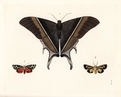 Macleanin nieluhäntäperhonen, Lyssa macleayi 1, sinooperiperhonen, Callimorpha phyllira 2, ja Nais-tiikeriperhonen, Apantesis nais 3. Käsinväritetty litografia John O. Westwoodin uudesta painoksesta Dru Druryn teoksesta "Illustrations of Exotic Entomology" tekijältä Unbekannter Künstler