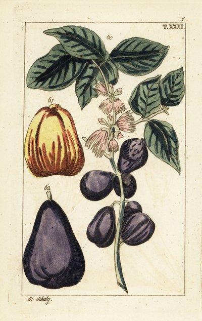 Malaiji omena, Syzygium malaccense. tekijältä Unbekannter Künstler