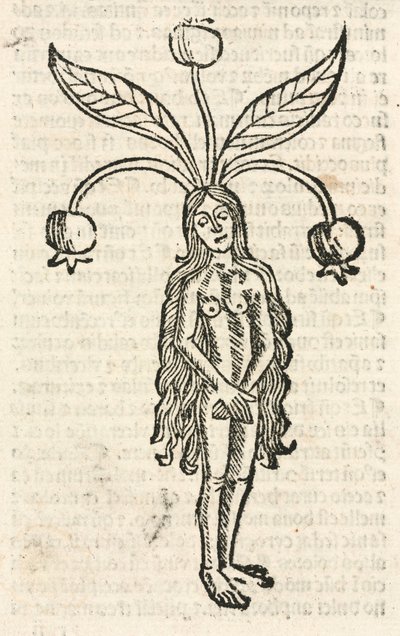Mandrake (naarasmuoto) tekijältä Unbekannt