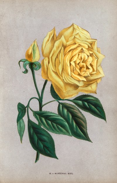 Marechal Niel -ruusu, Montaubanin vuonna 1864 kasvattama hasselpähkinäruusun keltainen lajike. F. Grobon on piirtänyt ja litografoinut kromolitografian Hippolyte Jamainin ja Eugene Forneyn teoksesta "Les Roses", Pariisi, J. Rothschild. tekijältä Unbekannter Künstler