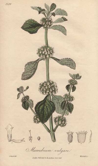 Marrubium vulgare (Marrubium vulgare) - William Clarken vahva vesi kuvittaa John Stephensonin ja James Morss Churchillin "Medical Botanical, Description of the Medicinal Plants of London, Edinburgh and Dublin" -teosta, jonka John Churchil julkaisi Lontooss tekijältä Unbekannter Künstler