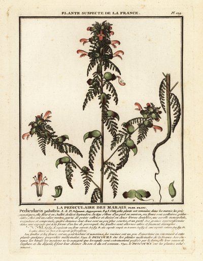 Suotäiheinä, Pedicularis palustris. tekijältä Unbekannter Künstler