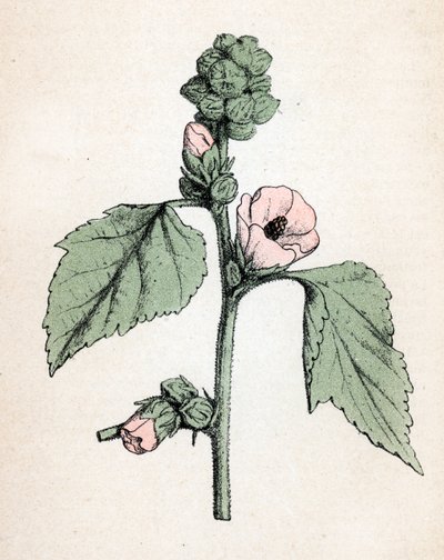 Marshmallow officinale (Althaea officinalis) (Valkoinen malva) Kasvitieteellinen kilpi Paul Hariot