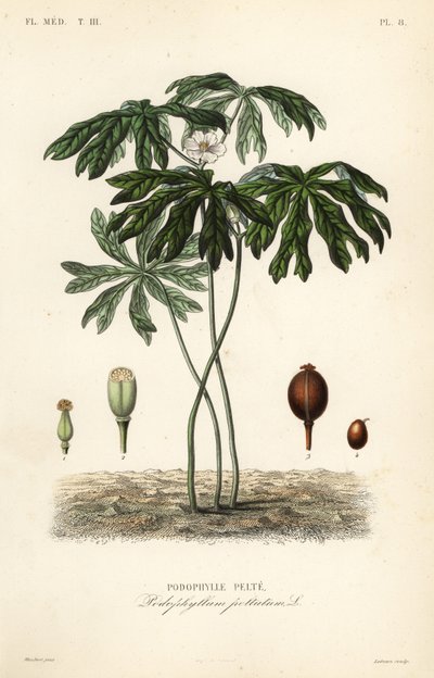 Mayapple tai amerikkalainen mandrake, Podophyllum peltatum, Podophylle pelte tekijältä Unbekannt