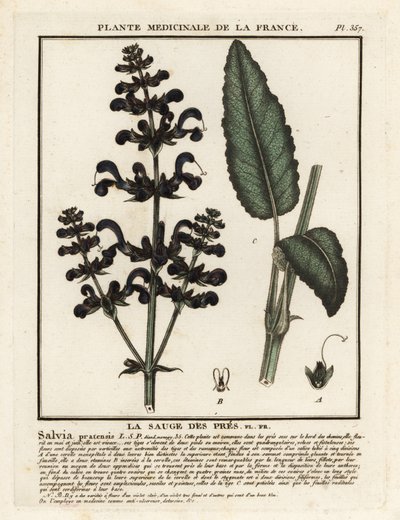 Niittysarve, Salvia pratensis. tekijältä Unbekannter Künstler