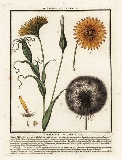 Niittysali, Tragopogon pratensis. tekijältä Unbekannter Künstler
