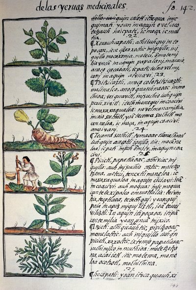 Lääkekasvit, teksti nahuatiksi, faksimilesta Bernardino de Sahagunin käsikirjoituksesta General History of Things of New Spain, joka tunnetaan myös nimellä Florentine Codex tekijältä Benjamin Baud