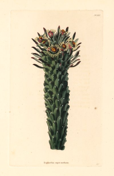 Meduusan pää, Euphorbia caput-medusae. George Cooken käsin värjätty kuparikaiverrus Conrad Loddigesin kasvitieteellisestä kabinetista, Hackney. tekijältä Unbekannter Künstler