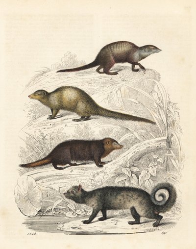 Meerkatti, Suricata suricatta 1, Intian harmaa mangusti, Herpestes edwardsii 2, kussimaneetti, Crossarchus obscurus 3, ja aasialainen palmusivetti, Paradoxurus hermaphroditus 4. Käsinväritetty litografia Carl Hoffmannin teoksesta Maailman kirja, Stuttgart. tekijältä Unbekannter Künstler