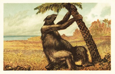 Megatherium americanum vetää palmua.1908 (litografia) tekijältä Unbekannter Künstler