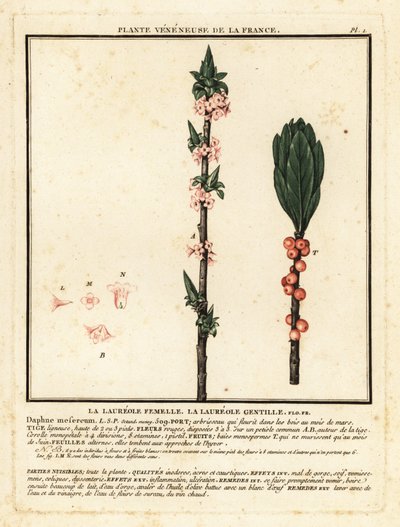 Mezereon, Daphne mezereum. tekijältä Unbekannter Künstler