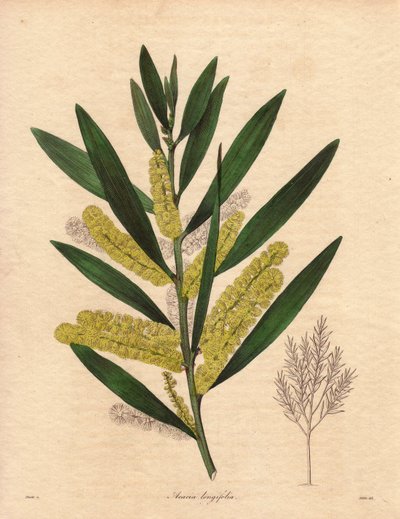 Mimosa-herne (Acacia longifolia), pensas, jonka lehdet ovat pysyvät, jopa 3-6 metriä korkea, kukinto on pitkä, sitruunankeltainen, hyvin tuoksuva. Kasvi on kotoisin Uudesta Hollannista (Australia), tuotu Isoon-Britanniaan vuonna 1792. Kuvitus: R tekijältä Unbekannter Künstler