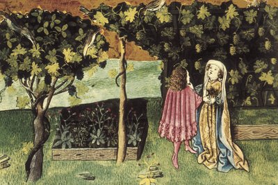 Miniatyyri viinirypäleistä, vatsarasvaa vähentävästä ja laihduttavasta hedelmästä - IBN BUTLAN, Abu-l Hasan al-Mujtar (n. 1001 - 1066). Bagdadin nestoriankristitty lääkäri ja filosofi. Folio 83r. Kuvitus viinirypäleistä, hedelmistä, jotka alentavat vatsan  tekijältä Unbekannter Künstler
