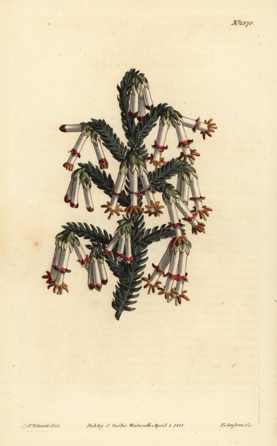 Monadelphous-numme, Erica monadelpha tekijältä Unbekannt
