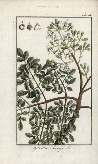 Moringa (Moringa oleifera). Litografia Johannes Zornin (1739-1799) Alankomaiden teoksesta "Afbeelding der Artseny-Gewassen". tekijältä Unbekannter Künstler