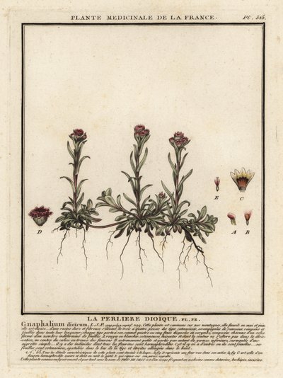 Ikuinen vuori, Antennaria dioica. tekijältä Unbekannter Künstler