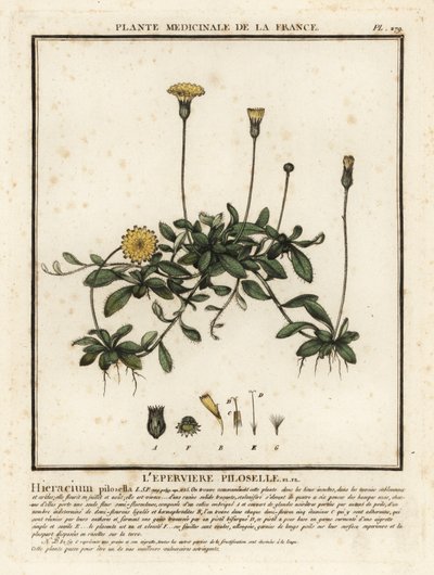 Hiirikorvahaukkarokko, Pilosella officinarum. tekijältä Unbekannter Künstler