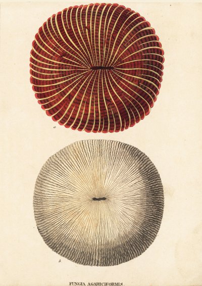 Sienikoralli, Fungia fungites (Fungia agariciformis). Käsinväritetty teräskaiverrus Georg Friedrich Treitschken luonnonhistoriallisesta galleriasta, Naturhistorischer Bildersaal des Thierreiches, Liepzig-1842. tekijältä Unbekannter Künstler