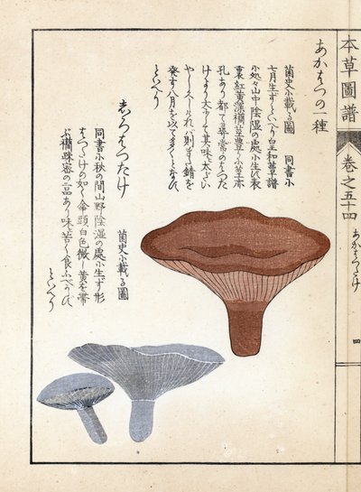 Sienet: akahatsu lacatire ja valkoinen shirohatsudake - Kanen Iwasakin (1786-1842) tekemä japanilainen painokuva, Honzo Zufu, kuvitusopas lääkekasveista. tekijältä Unbekannter Künstler