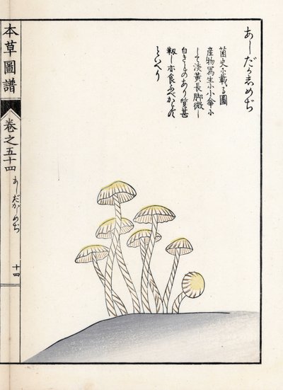Sienet: shimeji ashitaka - Kanen Iwasakin (1786-1842) tekemä japanilainen painokuva, Honzo Zufu, kuvitusopas lääkekasveista. tekijältä Unbekannter Künstler