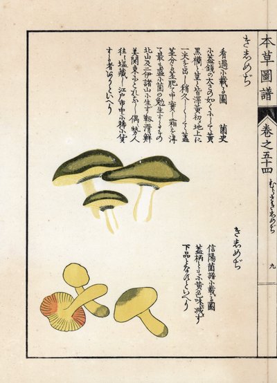 Sienet: ratsastajien tricholomes- eli ritarien (tai keltasienienien) lajikkeita - Kanen Iwasakin (1786-1842) tekemä japanilainen painokuva, teoksesta Honzo Zufu, kuvitusopas lääkekasveista. tekijältä Unbekannter Künstler