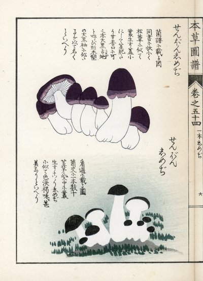 Sienet: shimeji-lajikkeita (syötäviä) - Kanen Iwasakin (1786-1842) tekemä japanilainen painokuva, Honzo Zufu, kuvitusopas lääkekasveista. tekijältä Unbekannter Künstler