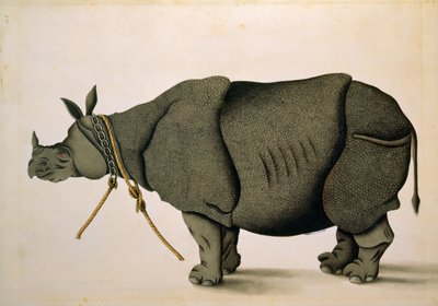 NHD-32 (47) Sarvikuono mahdollisesti Francis Buchanan -kokoelmasta, n. 1800, taiteilija tuntematon tekijältä Unbekannter Künstler