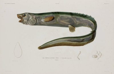 Natacanthus nasus, Islanti, 1800-luvun alku tekijältä Unbekannter Künstler