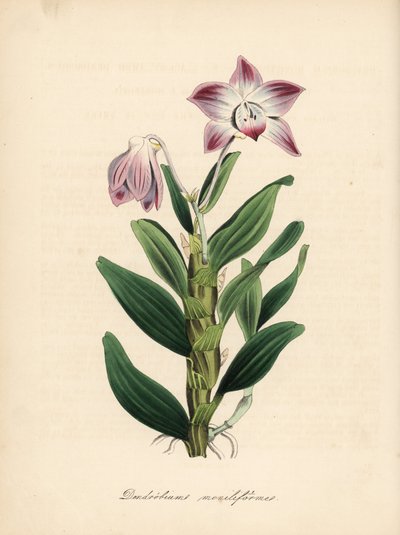 Kaulakorun varren dendrobium tai sekikoku orkidea, Dendrobium moniliforme. C. Chabot