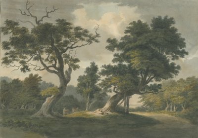 Needwood Forest: akvarellimaalaus ja [1800-luvun alku] tekijältä Unbekannt