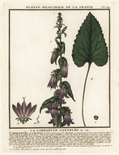 Nokkosenlehtinen kellokukka, Campanula trachelium. tekijältä Unbekannter Künstler