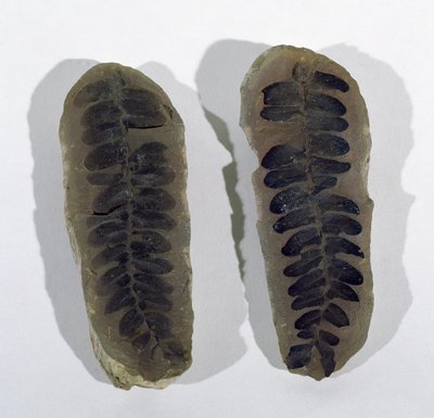 Neuropteris (merifernin lehti) löydetty Coseleysta, Staffordshirestä, ylemmästä hiilikaudesta (kuva) tekijältä Unbekannt