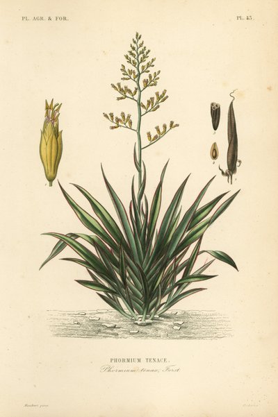 Uusiseelantilainen pellava tai harekeke, Phormium tenax, Phormium tenax tekijältä Unbekannt