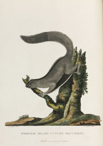 "Norfolk Island Flying Squirrel", Australia, n. 1788 tekijältä Unbekannter Künstler