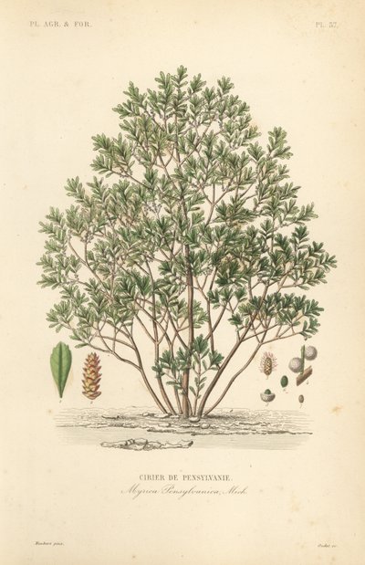 Pohjoinen bayberry, Myrica pensylvanica, cirier de pensylivanie tekijältä Unbekannt