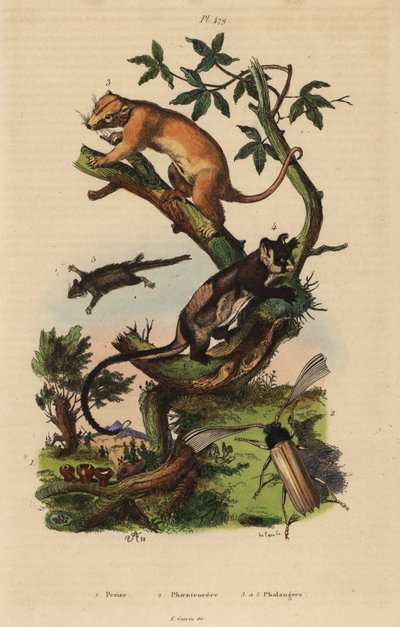 Pohjoinen cuscus, Phalanger orientalis 3, keltavatsaliito, Petaurus australis 4, höyhenhäntäliito, Acrobates pygmaeus 5, Peziza sienet 1 ja Psygmatocerus wagleri 2 tekijältä Unbekannt