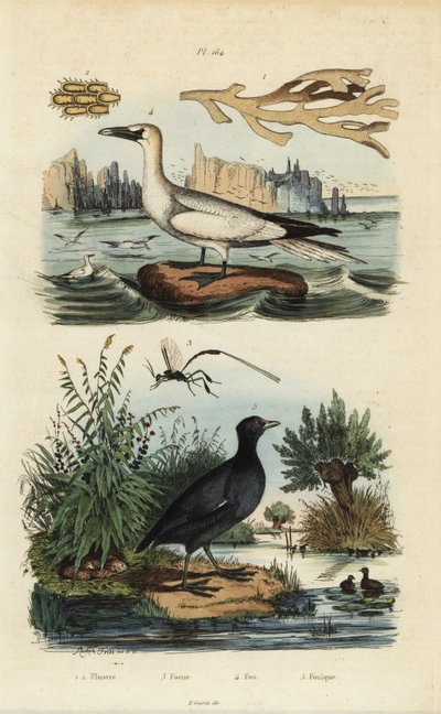 Pohjoinen suula, Morus bassanus 4, punarintainen nokka, Fulica rufifrons 5, Flustra foliacea merilevä 1,2 ja Gasteruption ampiainen 3 tekijältä Unbekannt