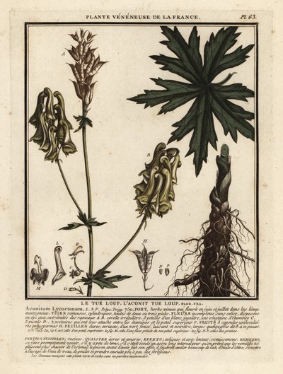 Pohjoinen sudenviiri, Aconitum lycoctonum. tekijältä Unbekannter Künstler