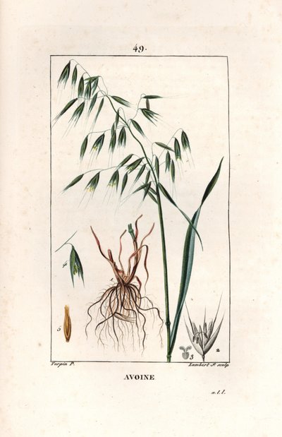 Kaura Cultivee eli bysanttilainen kaura - Lambert filsin kaiverrus Pierre Jean Francois Turpinin (1775-1840) piirroksen mukaan, otettu teoksesta La flore medicale, Chaumeton, Poiret et Chamberet, Pariisi 1830 - Kaura, Avena sativa - Lambert juniorin kaiver tekijältä Unbekannter Künstler