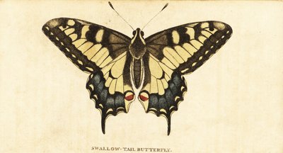 Vanhan maailman swallowtail, Papilio machaon., 1800 (kaiverrus) tekijältä Unbekannter Künstler