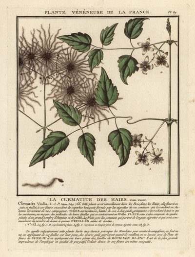 Vanhan miehen parta, Clematis vitalba. tekijältä Unbekannter Künstler
