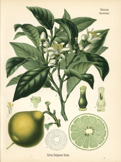 Appelsiini bergamotti, Citrus bergamia. Kromolitografia kasvitieteellisen kuvituksen mukaan, Hermann Adolph Koehlerin teoksesta Medicinal Plants, toimittanut Gustav Pabst, Koehler, Saksa. tekijältä Unbekannter Künstler