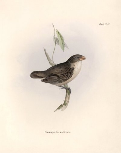 Ornitologia: "Darwin (1809-1882) havaitsi Beagle-retkikuntansa aikana erään lintulajin. Kilpi teoksesta "The zoology of the voyage of H.M.S. Beagle. Lento. III, Kuvattuja lintuja tekijältä Unbekannter Künstler