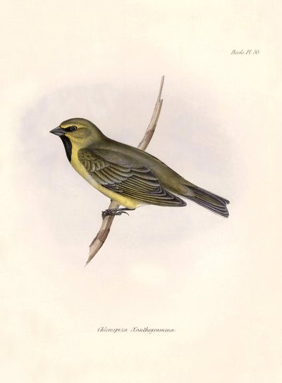 Ornitologia: "Charles Darwinin (1809-1882) Beagle-retkikuntansa aikana havaitseman lintulajin kuvaus. Kilpi teoksesta "The zoology of the voyage of H.M.S. Beagle. Lento. III, Birds described by John Gould, with n tekijältä Unbekannter Künstler