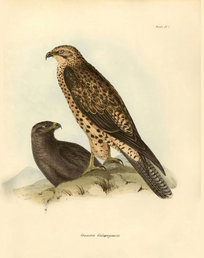 Ornitologia: Charles DarWin (1809-1882) kuvaili Beagle-retkikuntansa aikana kuvaamansa Galapagos-saarten "Craxirex Galapagoensis"-suutarin. Lautanen teoksesta "Birds described by John Gould, with notice of their habits by Charles Darwin". tekijältä Unbekannter Künstler
