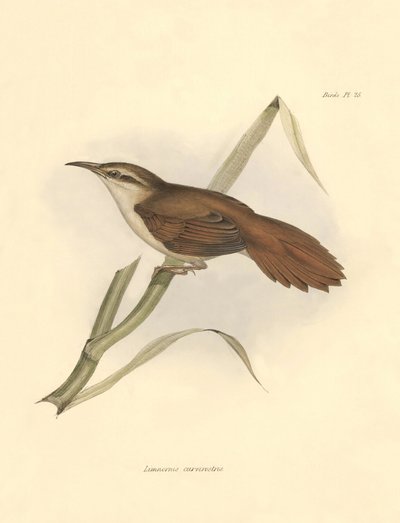 Ornitologia: "Limnornis curvirostris", joka kuuluu uunilintujen heimoon ja jonka Charles Darwin kuvasi Beaglen tutkimusmatkansa aikana. Kuvataulu kirjasta "The zoology of the voyage of H.M.S. Beagle. Lento. III, Birds described by John Gould, with notice o tekijältä Unbekannter Künstler