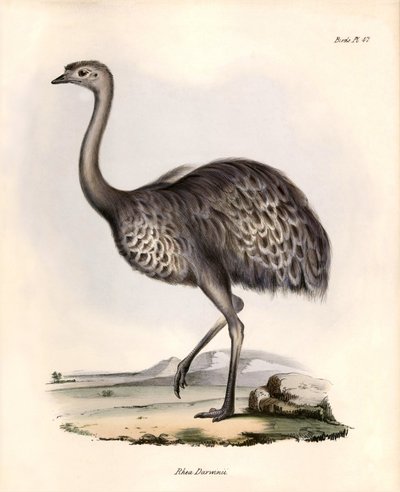 Ornitologia: Nandou de Darwin tarkkailee ja kuvailee Charles Darwinin Beagle-retkikuntansa aikana tekemiä havaintoja "Rhea Darwinii". Lautanen teoksesta "The zoology of the voyage of H.M.S. Beagle. Lento. III, John Gouldin kuvaamat linnut ja niiden elinymp tekijältä Unbekannter Künstler