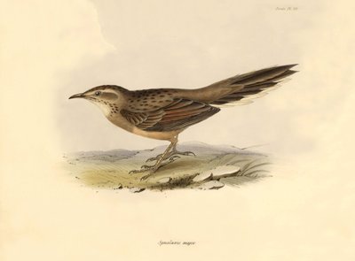 Ornitologia: "Synallaxis major", jonka Charles Darwin kuvasi Beaglen tutkimusmatkansa aikana. Kilpi teoksesta "The zoology of the voyage of H.M.S. Beagle. Lentäminen. III, Birds described by John Gould, with notice of their habits by Charles Darwin". tekijältä Unbekannter Künstler