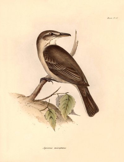 Ornitologia: Agriornis micropterus" eli argentiinalainen gaucho, jonka Charles Darwin kuvasi tutkimusmatkallaan Beaglella. Kilpi teoksesta "The Zoology of the voyage of the H.M.S. Beagle under the command of Captain Fitzroy during the years 1832 to tekijältä Unbekannter Künstler